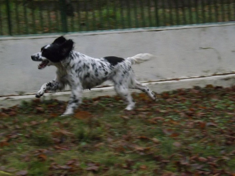 Imie du Casaquin